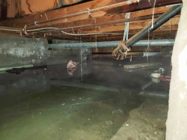 Best Mold removal after water damage  in Choctaw Lake, OH
